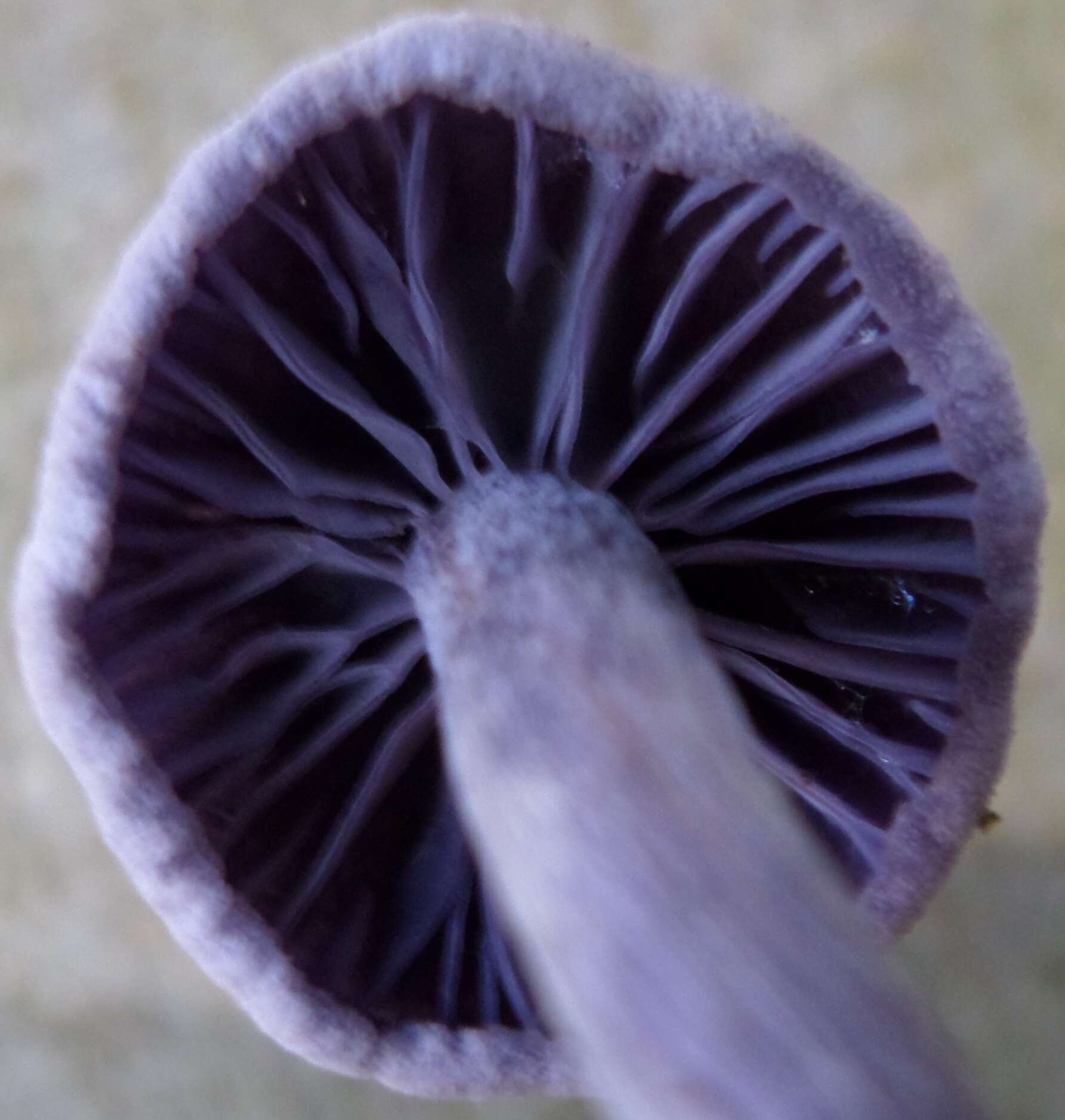 Image of Laccaria amethystina Cooke 1884