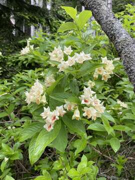 Image of Weigela middendorffiana C. Koch