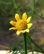 صورة Tithonia thurberi A. Gray