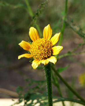 Image de Tithonia thurberi A. Gray