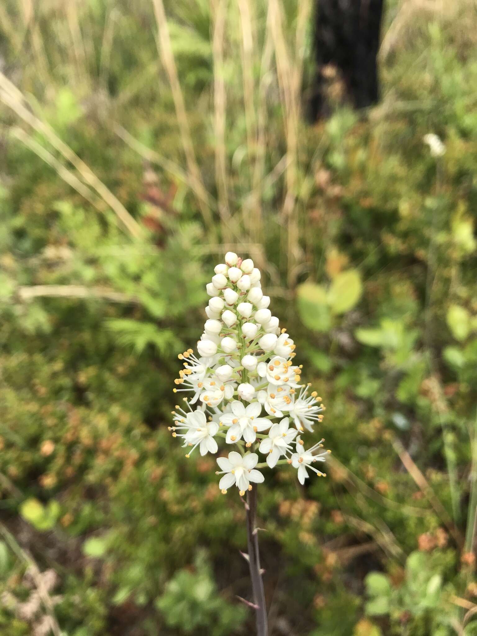 Image of Stenanthium densum (Desr.) Zomlefer & Judd