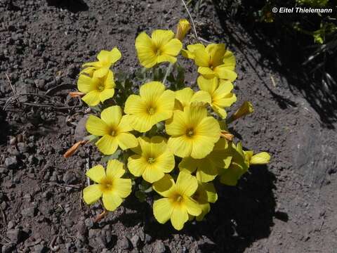 Image of Oxalis cinerea Zuccarini