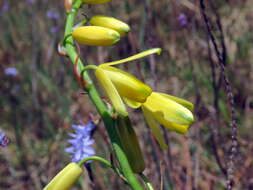 Image de Albuca fragrans Jacq.