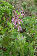 Stachys bullata Benth. resmi