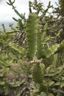 Image of Euphorbia tortilis Rottler ex Ainslie