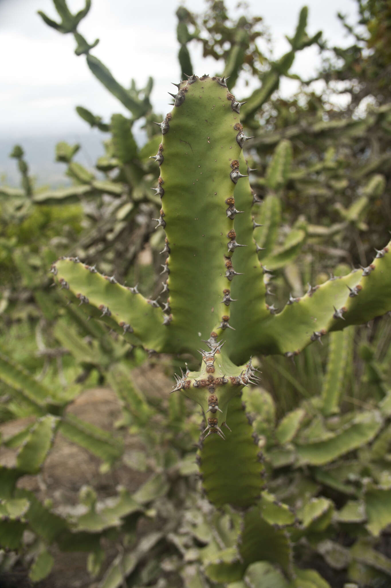 Sivun Euphorbia tortilis Rottler ex Ainslie kuva