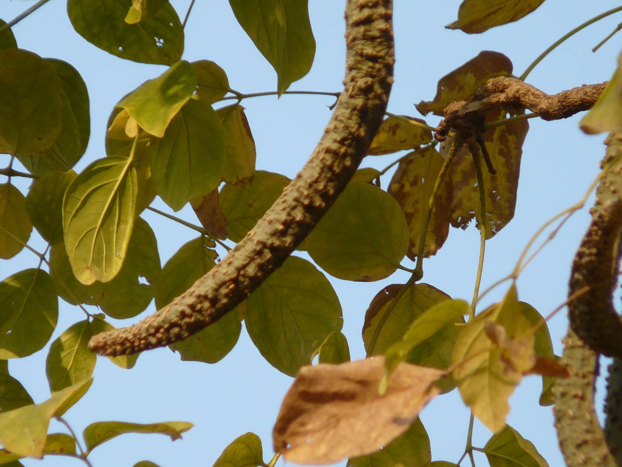 Image of Radermachera xylocarpa (Roxb.) Roxb. ex K. Schum.