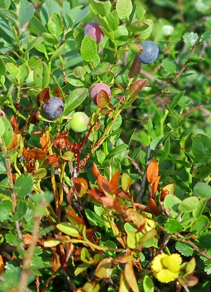 Image of bilberry