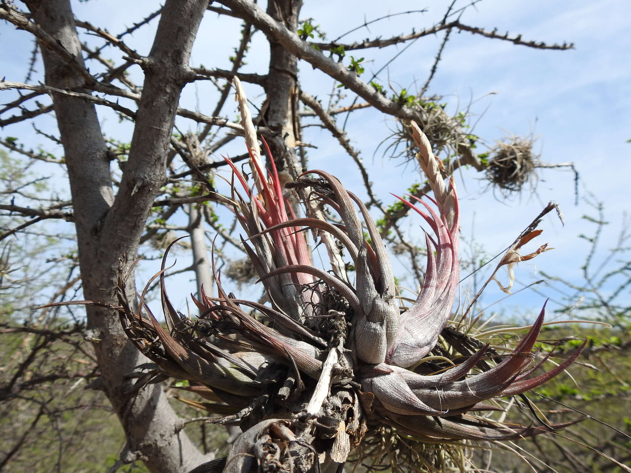 Tillandsia circinnatioides Matuda resmi