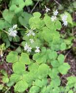 Image of Mountain Meadow-Rue