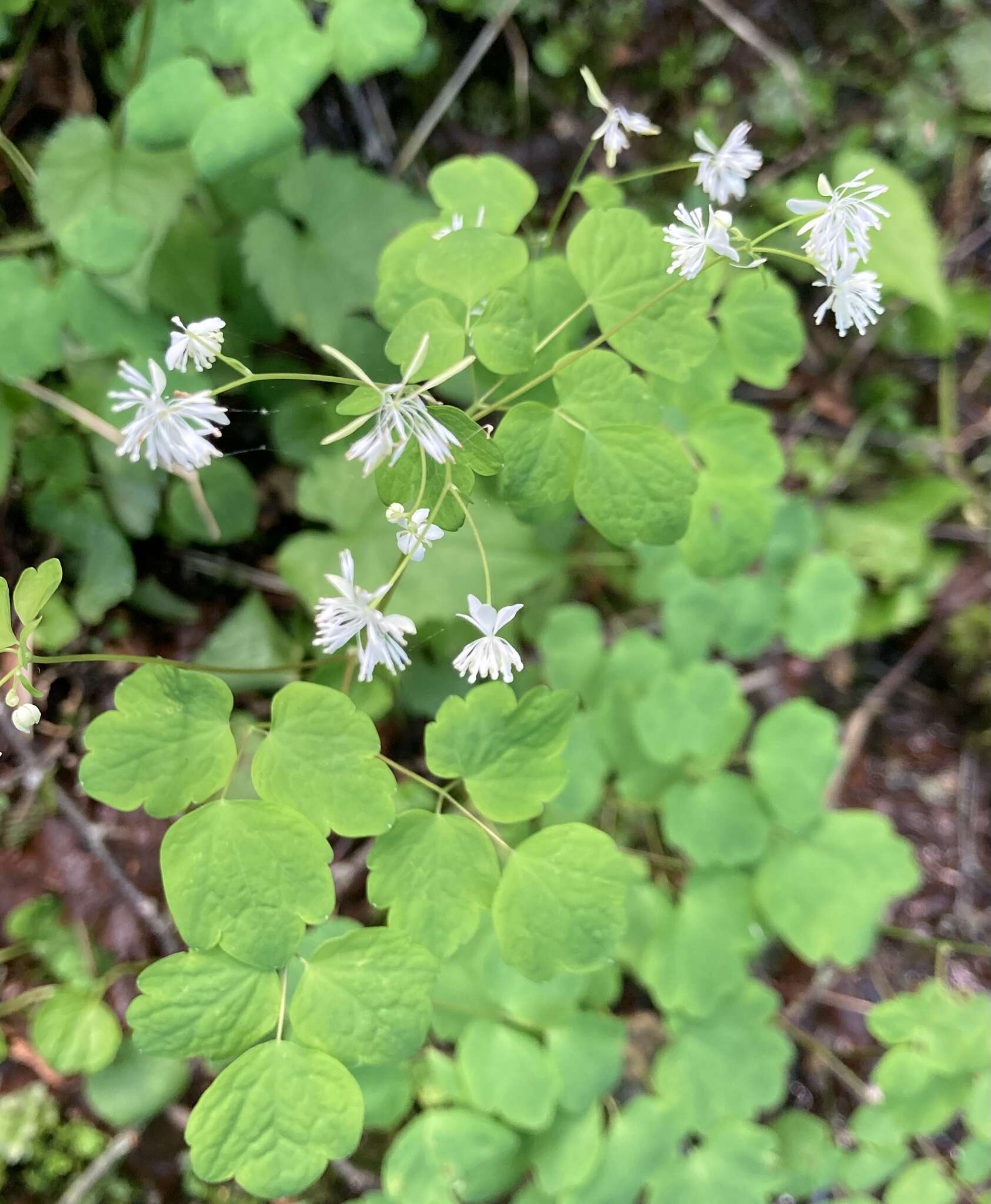 Image of Mountain Meadow-Rue