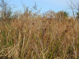 Cyperus giganteus Vahl的圖片