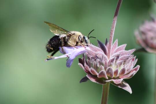 Image of Xylocopa tabaniformis orpifex Smith 1874