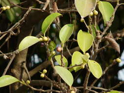 Image of Chinese banyan