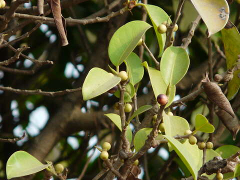 Image of Chinese banyan