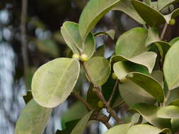 Image of Chinese banyan