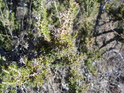 Image of Chuquiraga erinacea D. Don