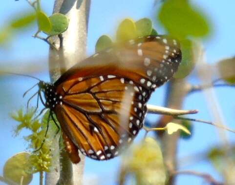 Image of Danaus (Anosia) eresimus subsp. montezuma Talbot 1943