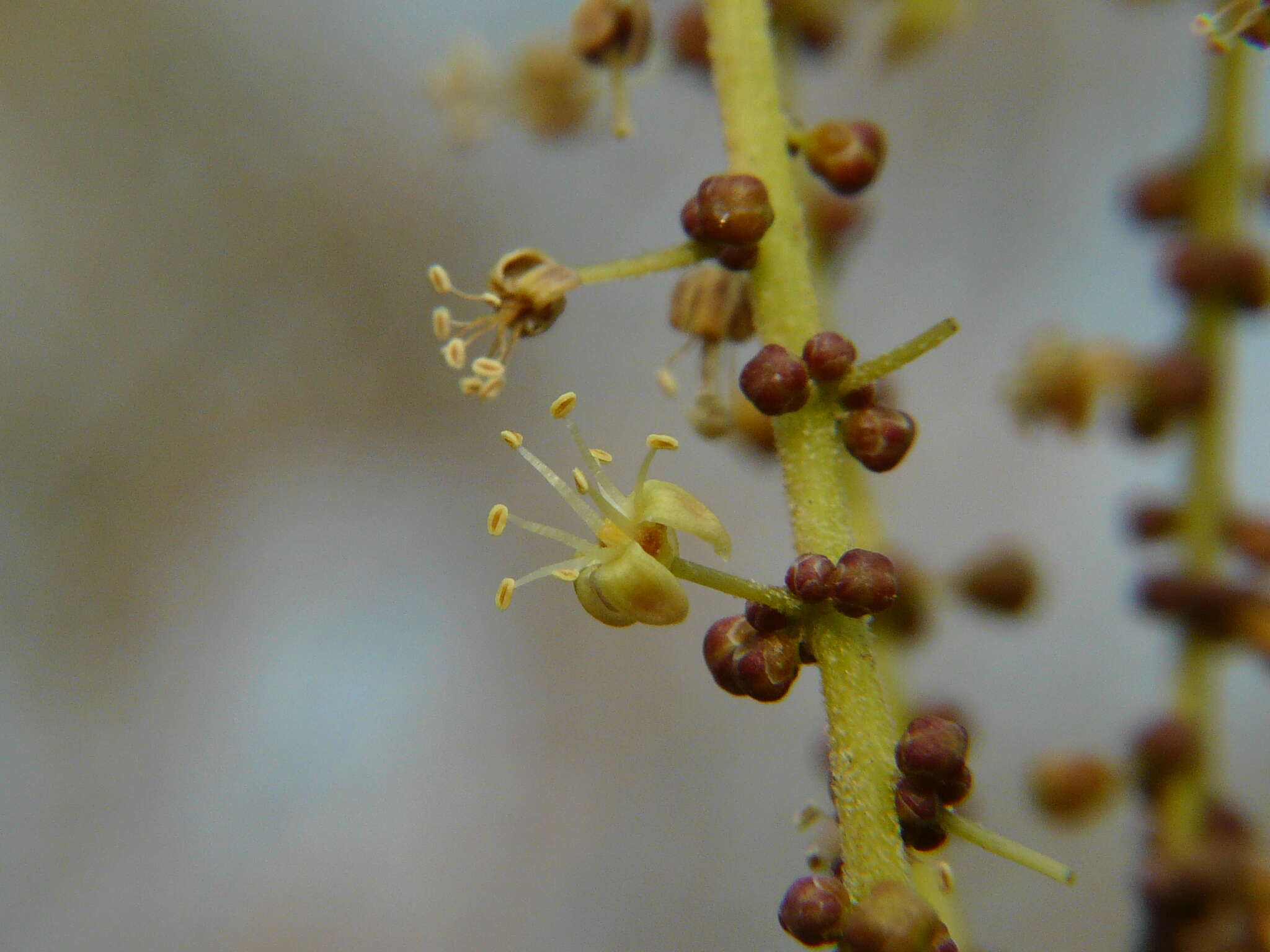 Image of Lannea coromandelica (Houtt.) Merr.