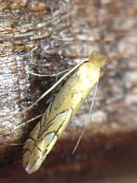 Phyllonorycter messaniella (Zeller 1846)的圖片