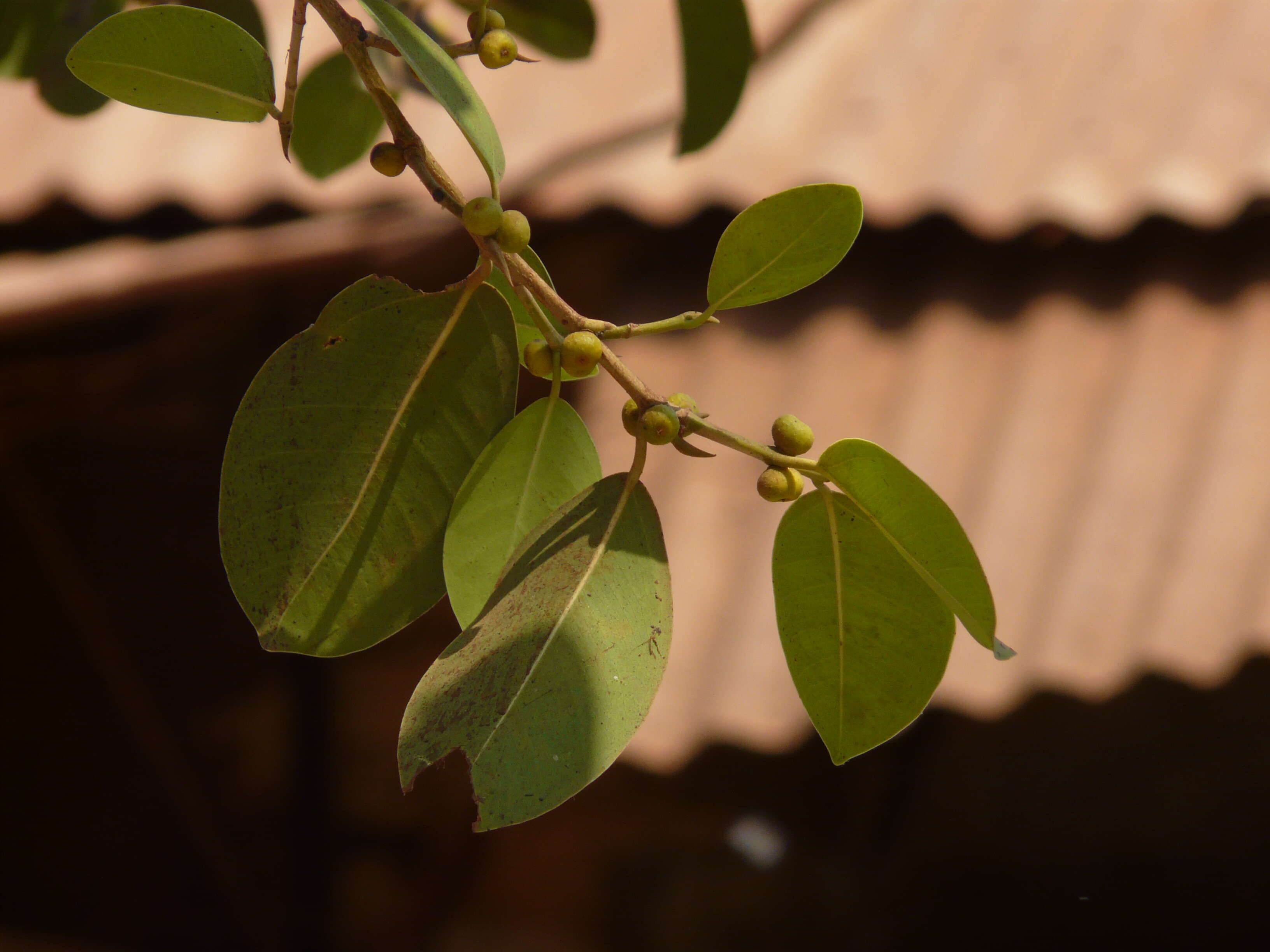 Image of Chinese banyan