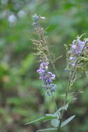 Imagem de Desmodium cajanifolium (Kunth) DC.