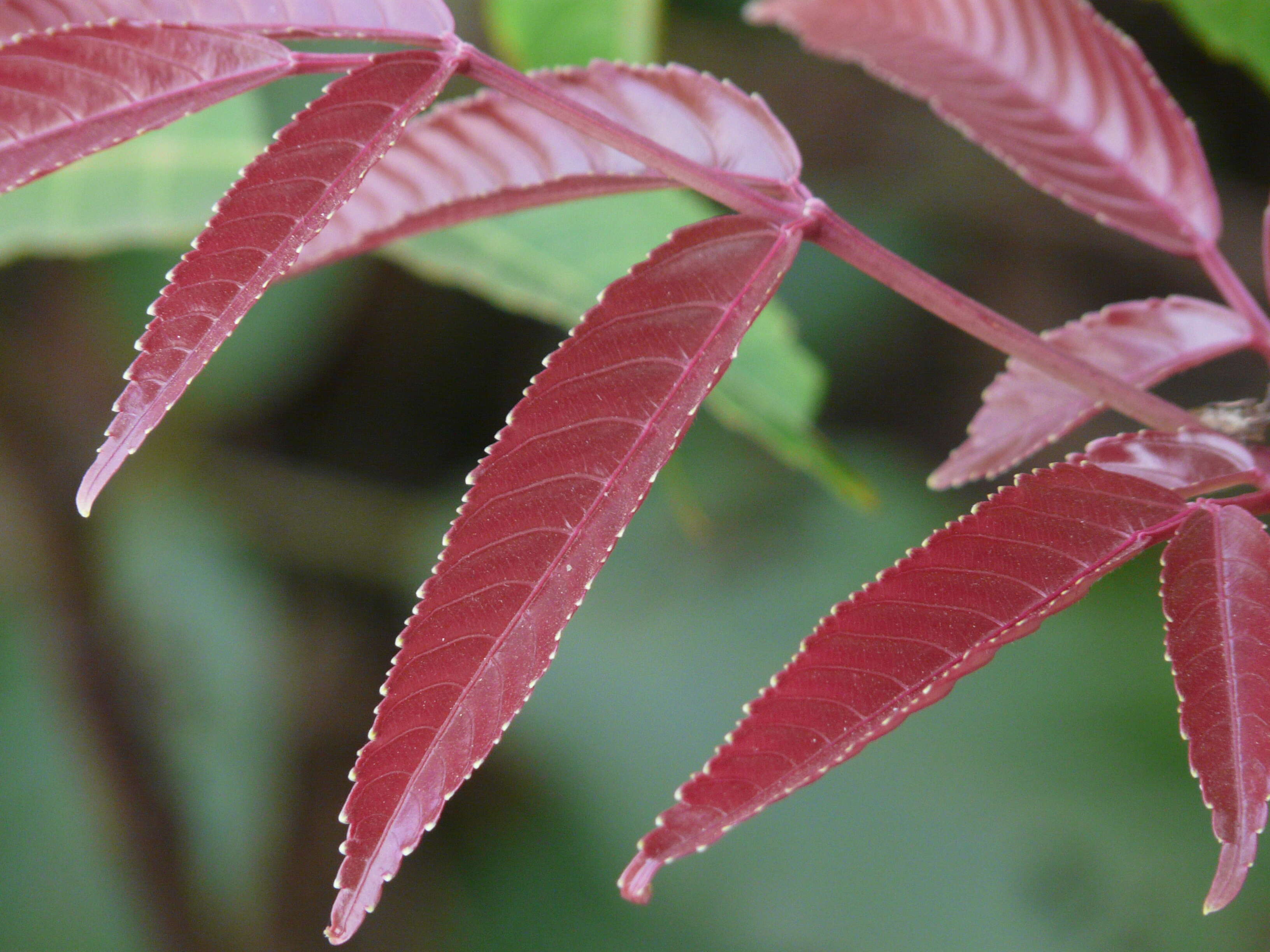 Leea indica (Burm. fil.) Merr. resmi