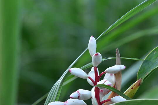 Alpinia koshunensis Hayata的圖片