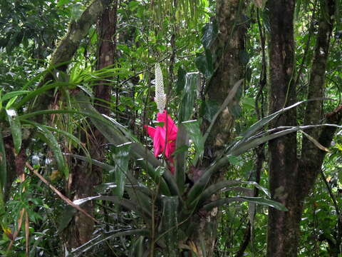 Image of Aechmea mariae-reginae H. Wendl.