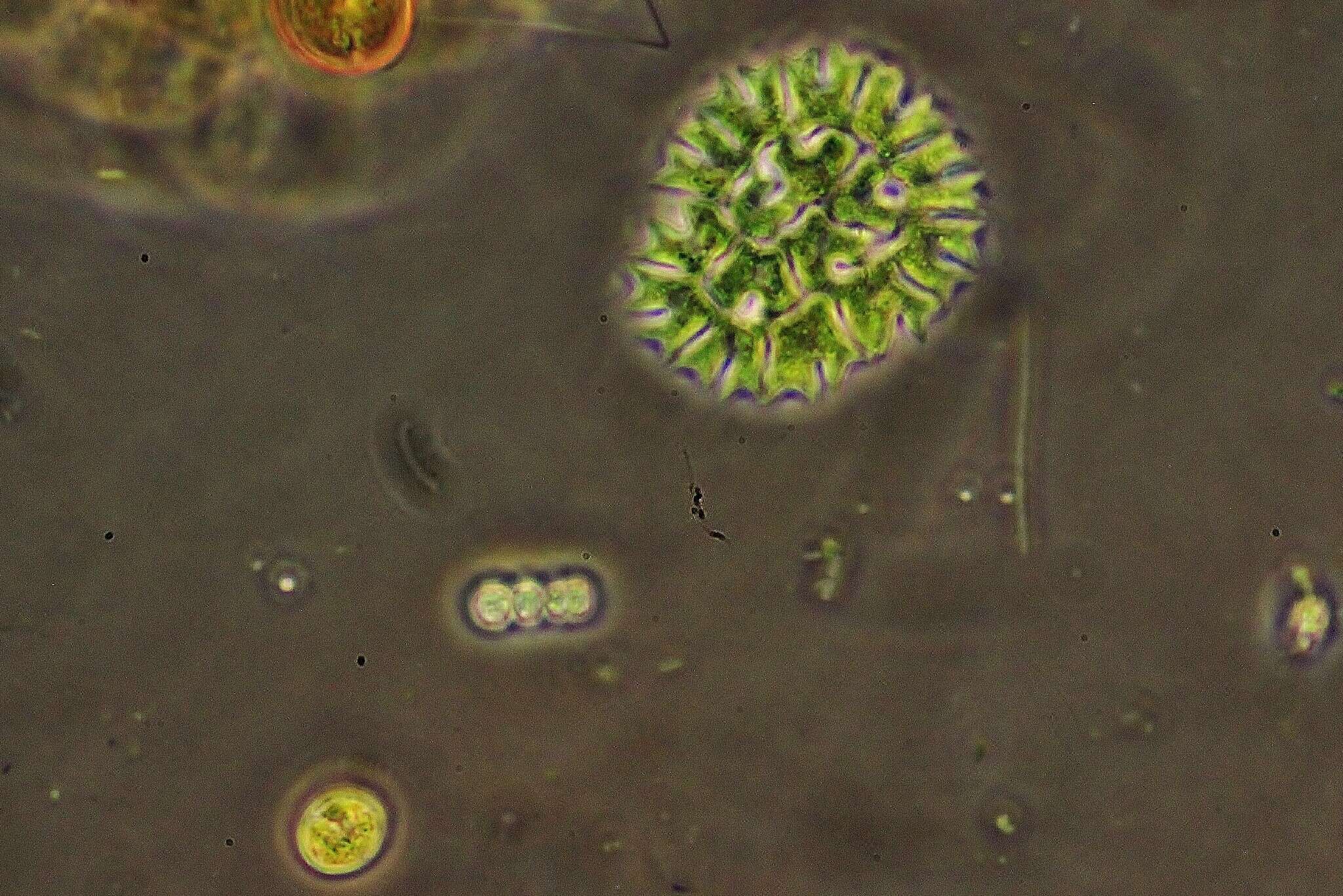 صورة Pseudopediastrum