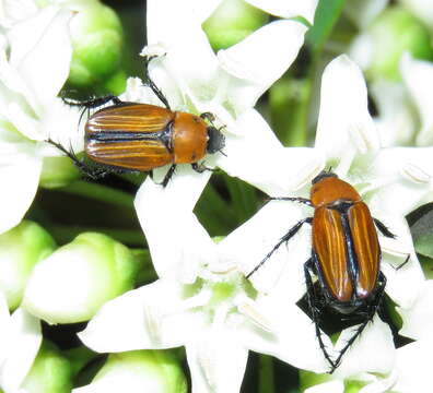 Image of Phyllotocus scutellaris MacLeay 1864