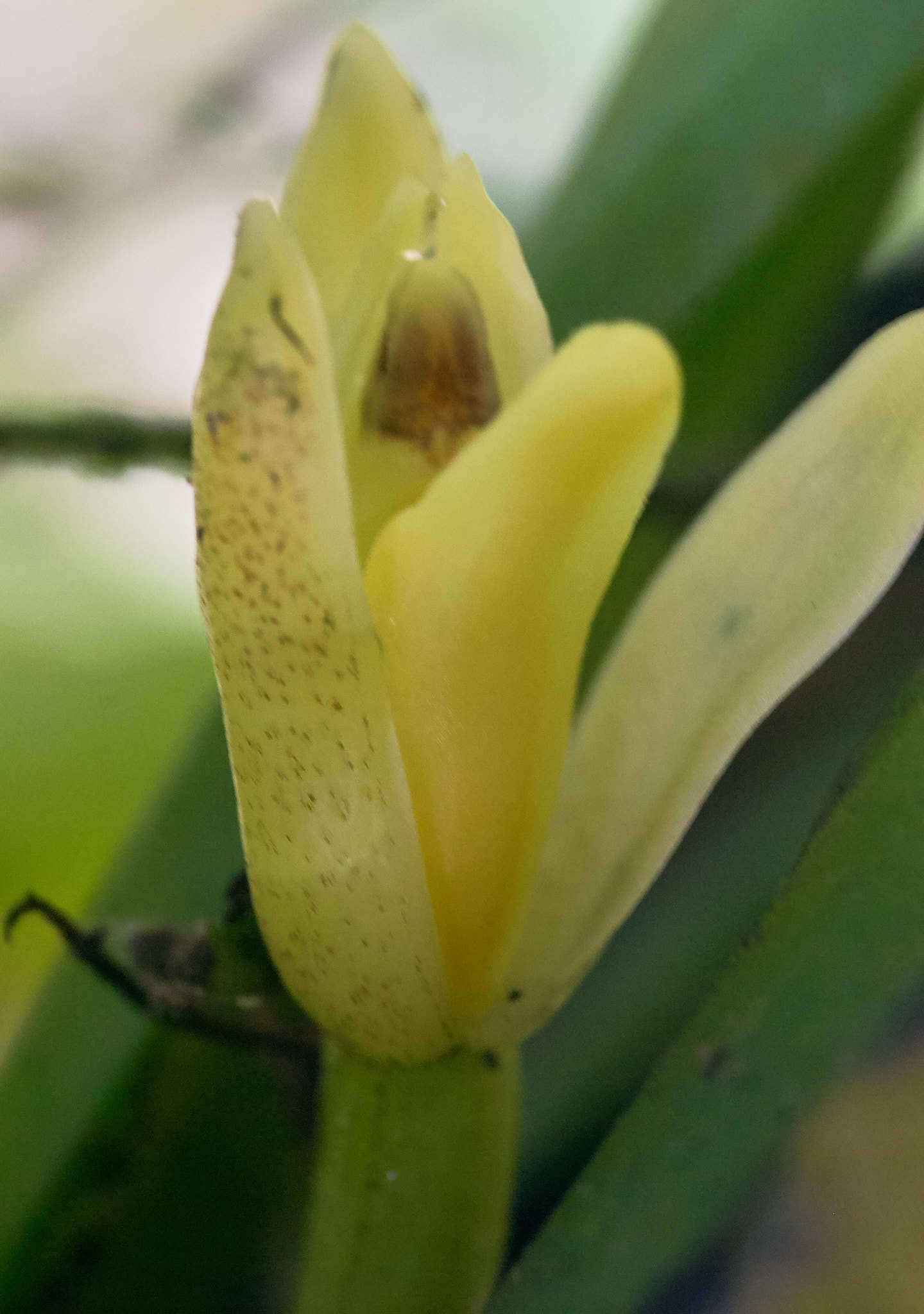 Image of Hidden orchid