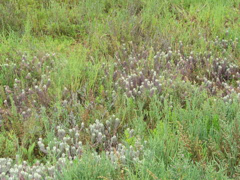 Image de Chloropyron maritimum subsp. maritimum