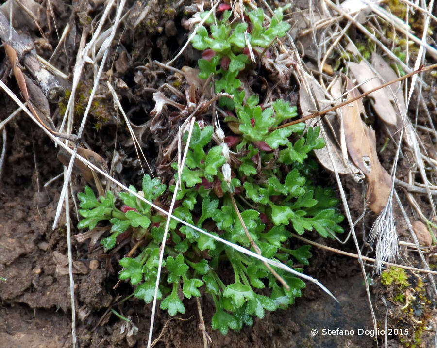 Sivun Saxifraga globulifera Desf. kuva