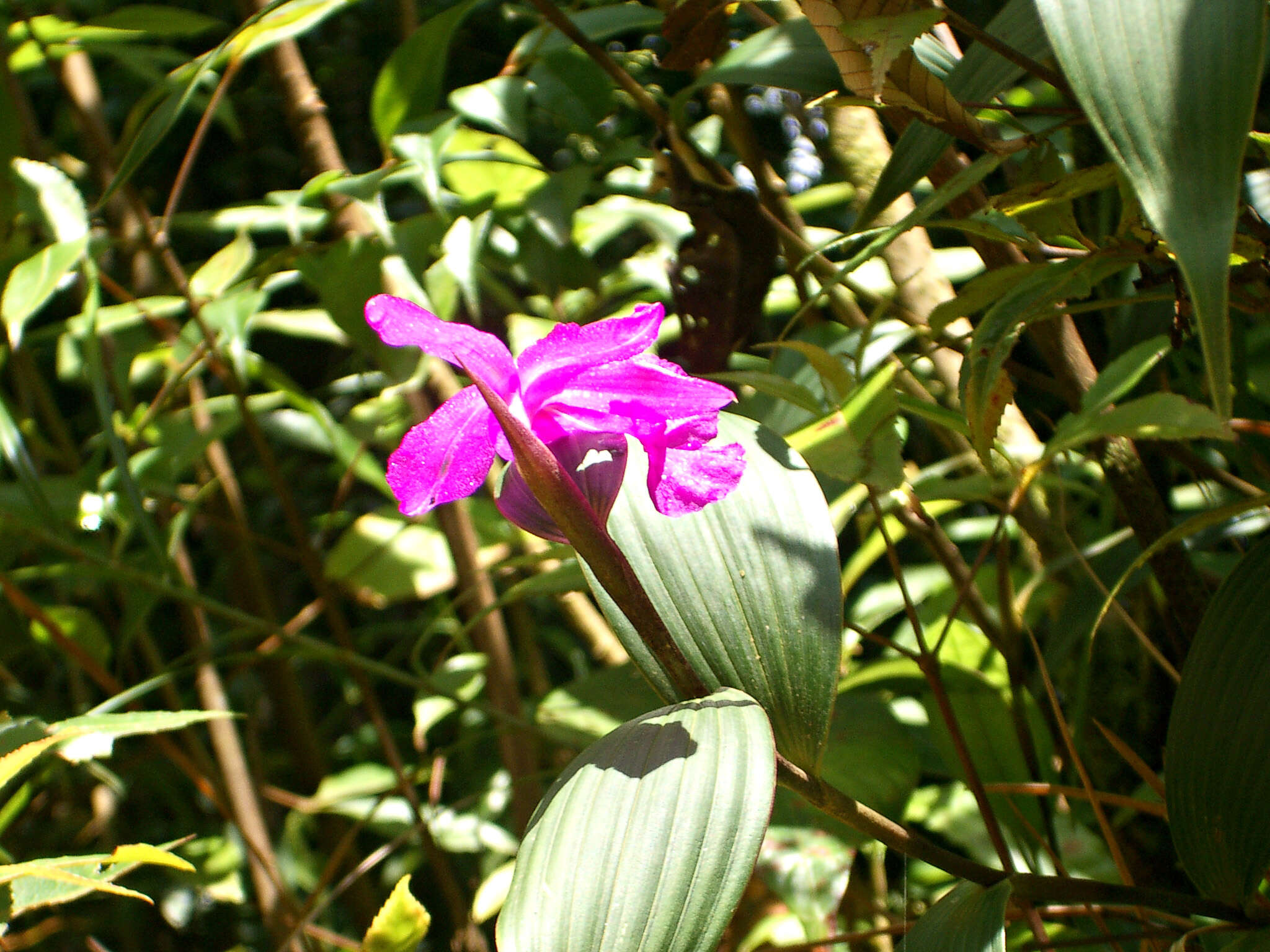 صورة Sobralia amabilis (Rchb. fil.) L. O. Williams