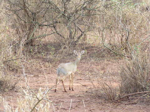 Image of Kirk's Dik-dik