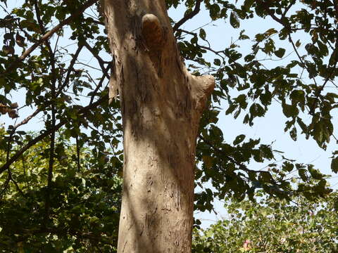 Plancia ëd Lagerstroemia microcarpa Wight