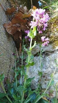 Arabis collina Ten.的圖片