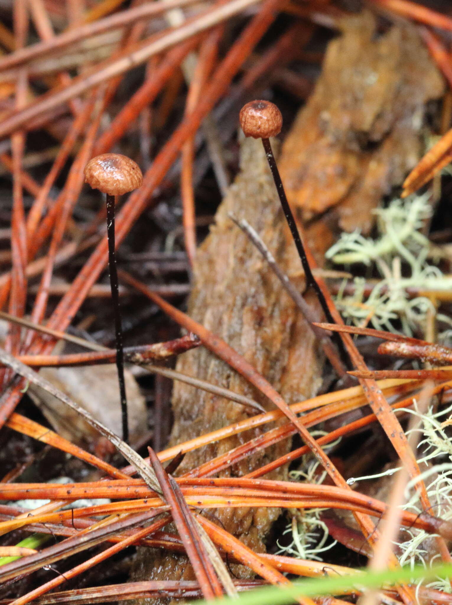 Image of Gymnopus androsaceus (L.) Della Maggiora & Trassin. 2014