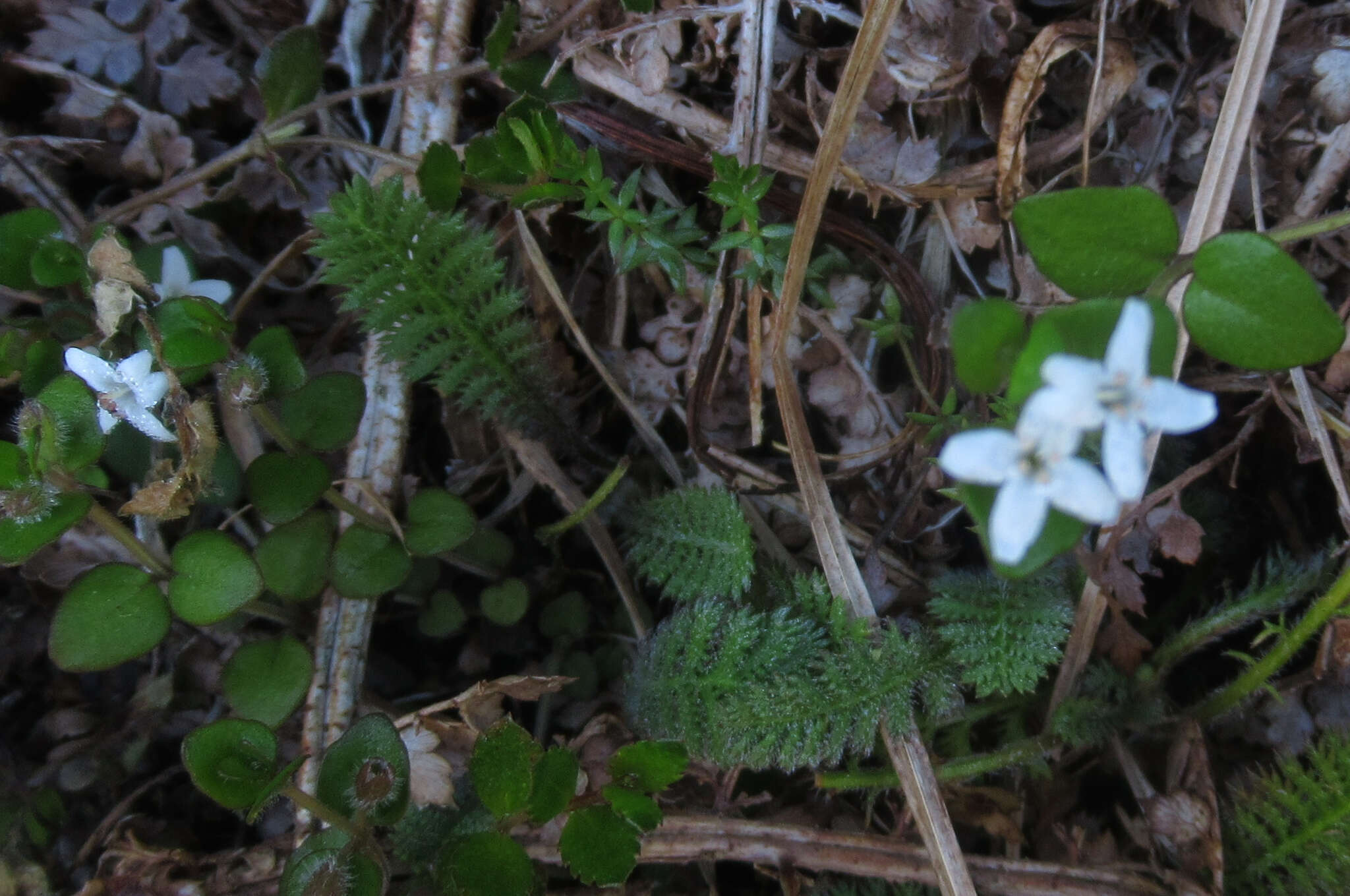 Image of Mentha cunninghamii (Benth.) Benth.