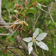 Image of Bauhinia bowkeri Harv.