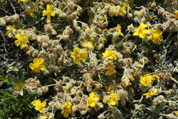 Helianthemum caput-felis Boiss. resmi