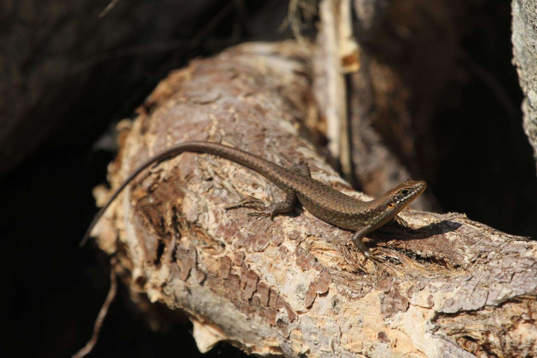 Image of Trachylepis maculilabris (Gray 1845)