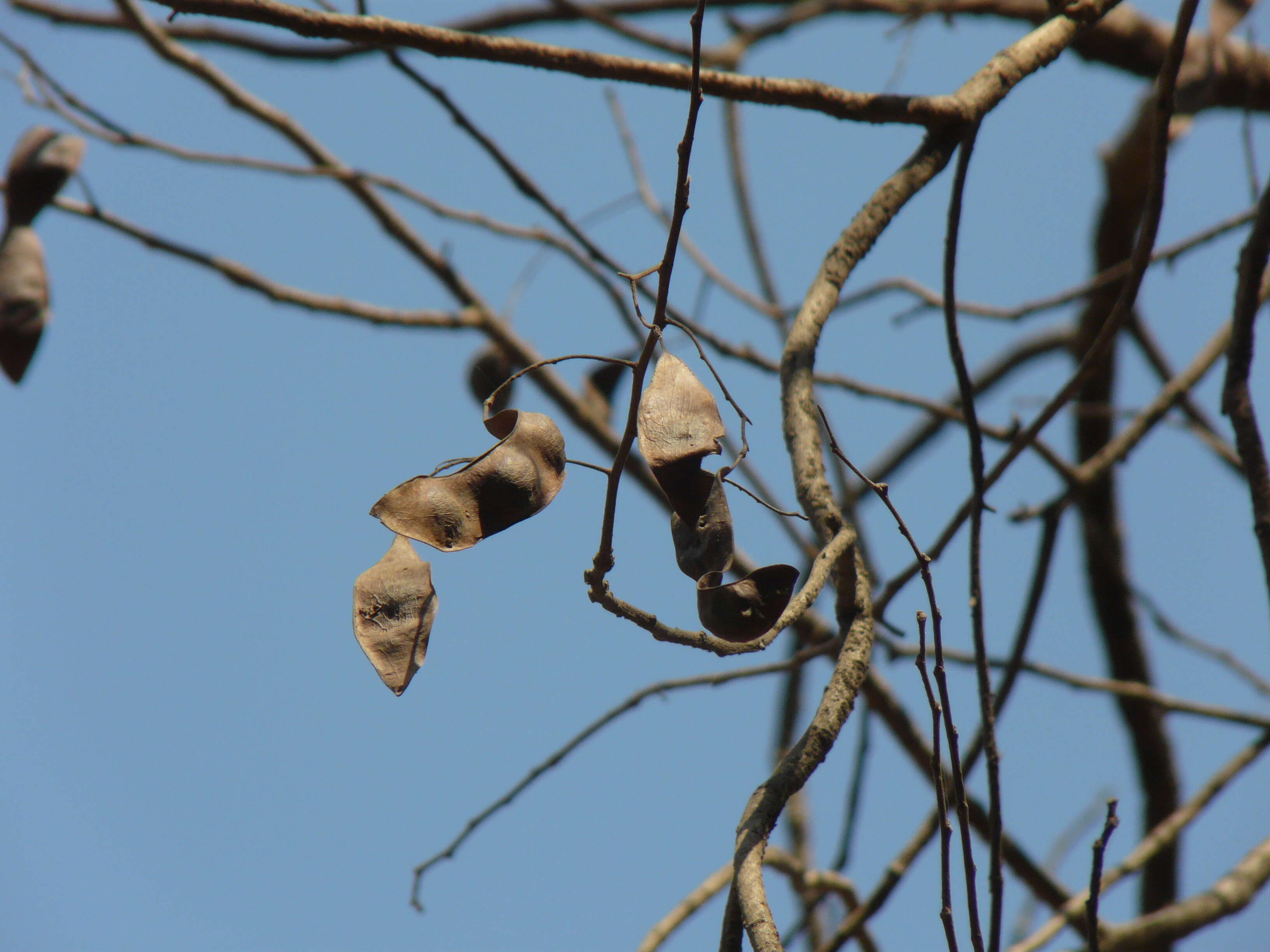 Слика од Dalbergia lanceolaria L. fil.