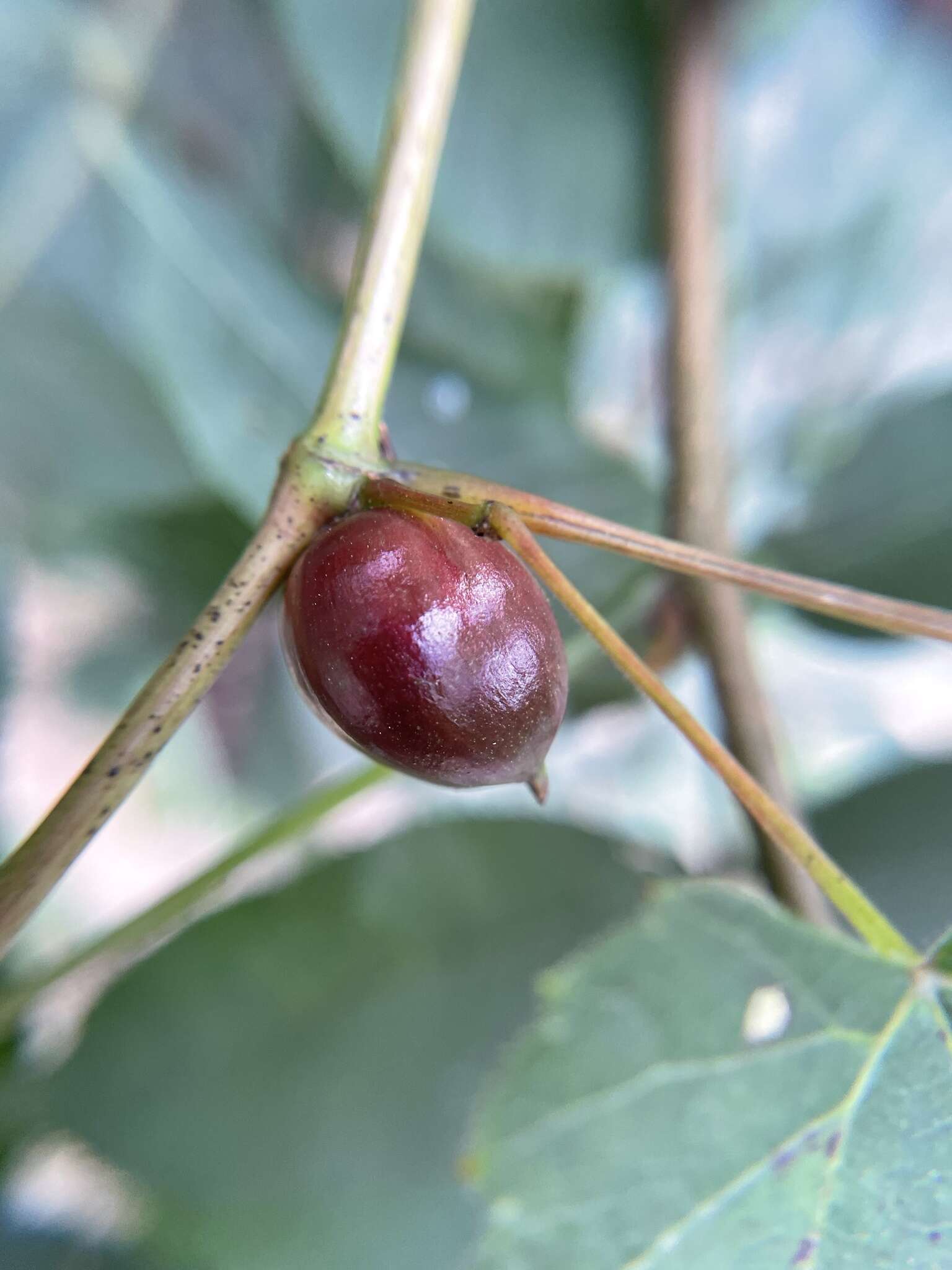 Image of Ampelomyia vitispomum (Osten Sacken 1878)