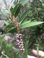 صورة Callistemon flavovirens (Cheel) Cheel