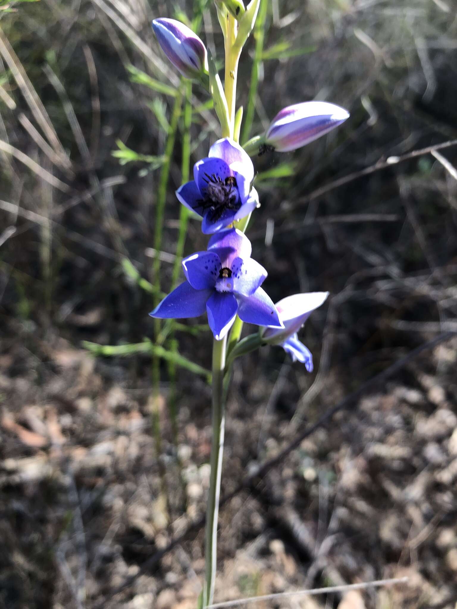 Image of Thelymitra ixioides Sw.