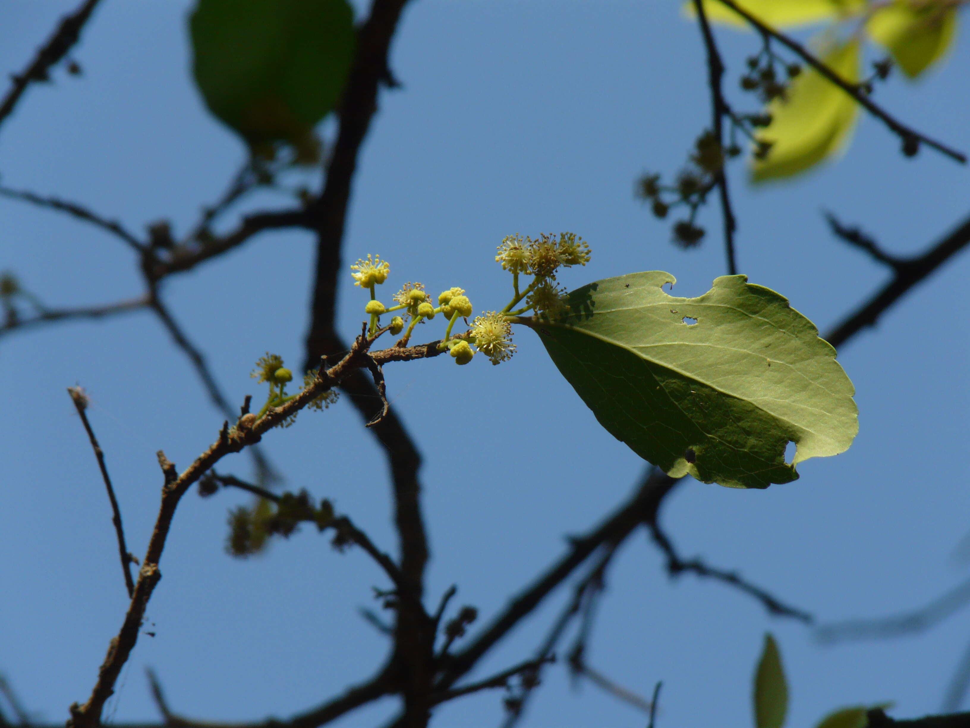 Image of governor's plum