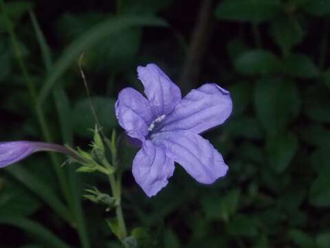 Ruellia nudiflora var. nudiflora resmi