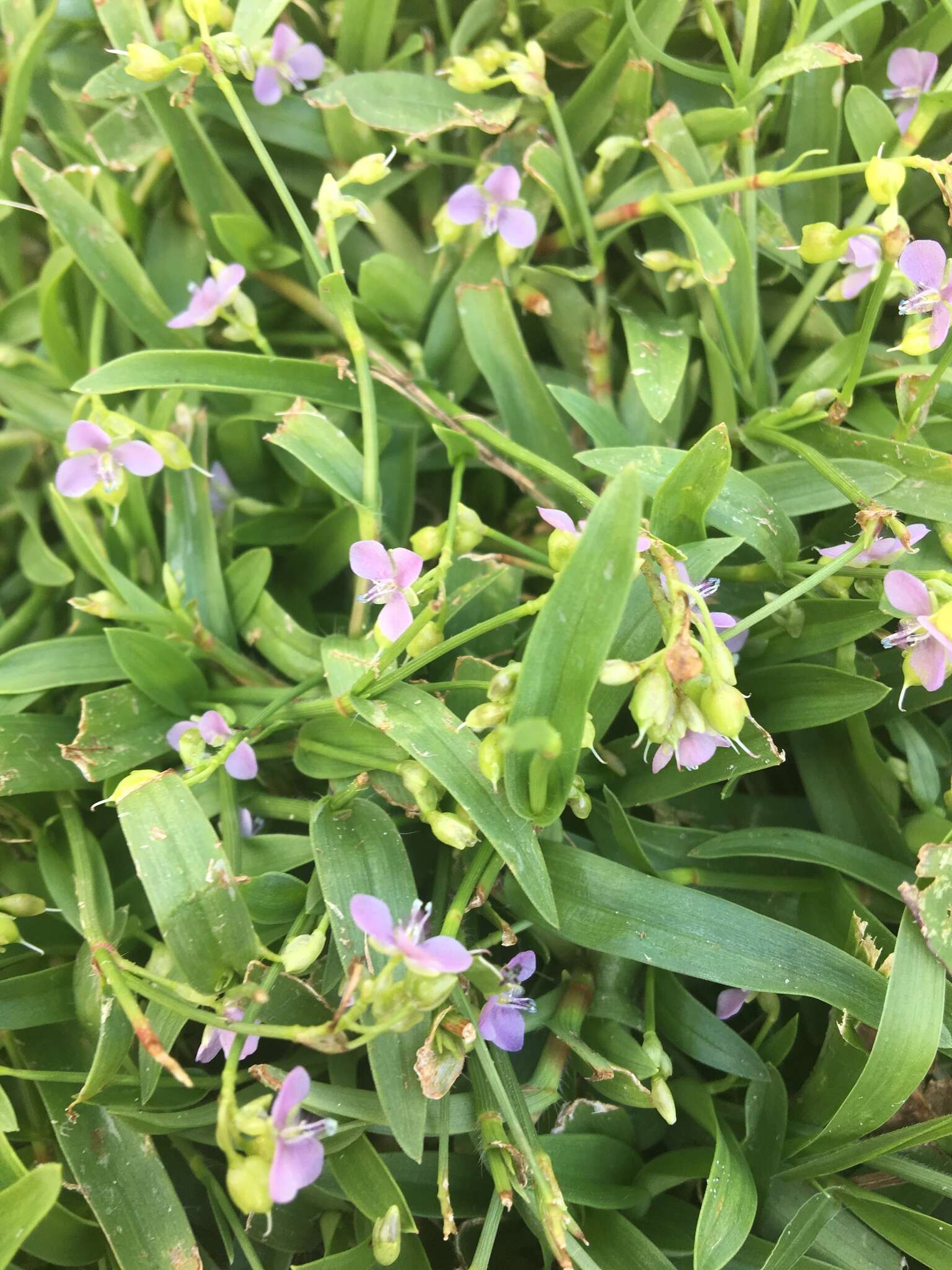 Sivun Murdannia nudiflora (L.) Brenan kuva